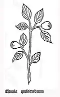 Gart der Gesundheit 1485