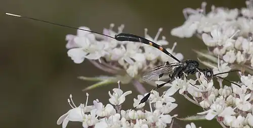 Ovipositor am Hinterleib einer Gichtwespe (Gasteruption sp.)
