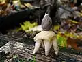 Kleiner Nest-Erdstern Geastrum quadrifidum