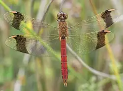 Gebänderte Heidelibelle ♂