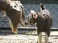 Die Toggenburger Ziegen Famke und der Jungbock Bram im Jahre 2013