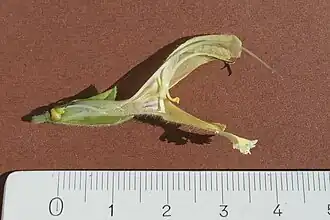 Blüte im Längsschnitt