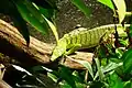 Reisingers Baumwaran (Varanus reisingeri)