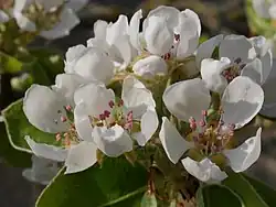 Blüten