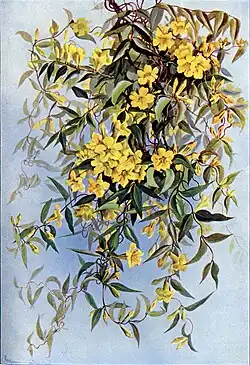 Gelsemium sempervirens in Southern Wild Flowers and Trees