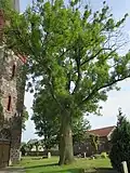 Esche vor der Dorfkirche