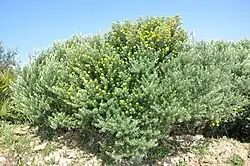 Teline linifolia