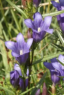 Lungen-Enzian (Gentiana pneumonanthe)