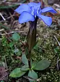 Habitus, Laubblätter und Blüte