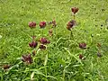 Purpur-Enzian (Gentiana purpurea)