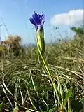 Auch der Gewöhnlich-Fransenenzian (Gentianopsis ciliata) ist nur auf Kalkböden zu finden.[8]