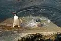Eselspinguine in Ajax Bay