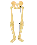 O-Beine