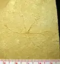 Haarstern Geocoma carinata