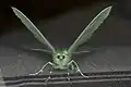 Vorderansicht des Falters mit gut sichtbaren Antennen