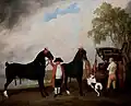 Kupierter Schweif