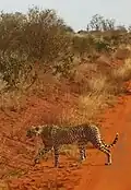 Gepard auf einer Straße im Tsavo-East-Nationalpark