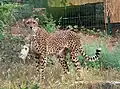 Nordostafrikanischer Gepard