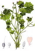 Habitus