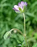 Rückseite der Blüte