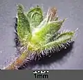 Die Kelchblätter weisen eine kurze Granne auf.[5]