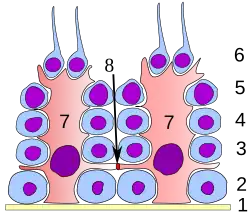 Keimepithel des Samenkanälchens: 1 Basalmembran 2 Spermatogonie 3 Spermatozyt 1. Ordnung 4 Spermatozyt 2. Ordnung 5 Spermatide 6 reife Spermatide 7 Sertoli-Zelle 8 Tight junction &nbsp;&nbsp;&nbsp;(Blut-Hoden-Schranke)