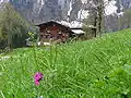 Altes Bauernhaus in Gerstruben am Hang