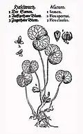 Mattioli / Handsch / Camerarius 1586