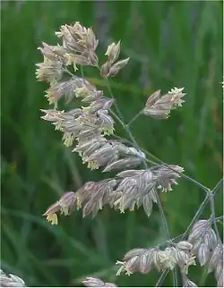 Blütenrispe während Anthese