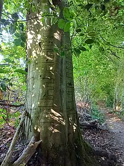 Ritzzeichen am Baum