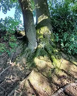 Wurzelwerk