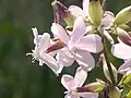 Echtes Seifenkraut (Saponaria officinalis)
