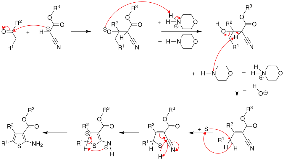 Reaktionsmechanismus der Gewald-Reaktion