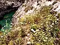 Typischer Bewuchs in der Schlucht