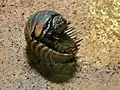 Tausendfüßer (Zephroniidae)