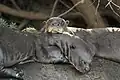 Riesenotter