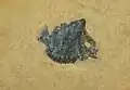 Gibbodon cenensis (Gibbodontidae)