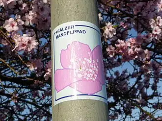 Mandelblütenpfad