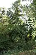 An der Brücke ist der höchste Ginkgo im Park (etwa 40&nbsp;Meter hoch)