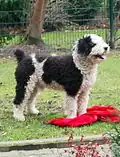 Perro de Agua Español