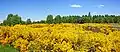Landschaft