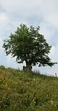Stummer Zeuge: Gipfelahorn