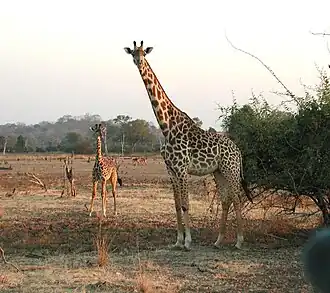 Giraffe mit Kalb
