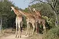 Giraffen schauen vom Lionspruit-Areal über den Zaun in den Marloth Park