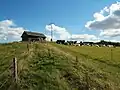 Kuhweide auf der Nordwestseite