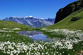 Piz Segnas von Westen, also der Glarner Seite gesehen; das linke Ende des Scheefeldes ist der Piz Sardona, rechts des höchsten Punktes weiss der Atlas und eine Geländekammer davor die Tschingelhörner