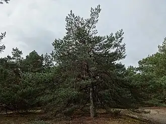 Kapellenberg