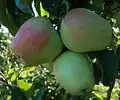 Kurz vor der Ernte