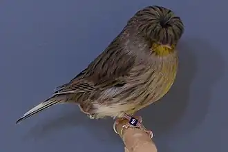 Gloster Fancy Corona Melanin
