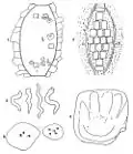 Relevé schématique de la tombe n° 1, reconstitution d'une tombe détruite, os courbes, empreinte de main et pierres à cupules[19]